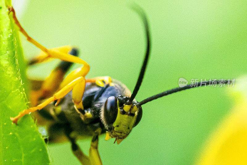 金银花上的黄蜂甲虫