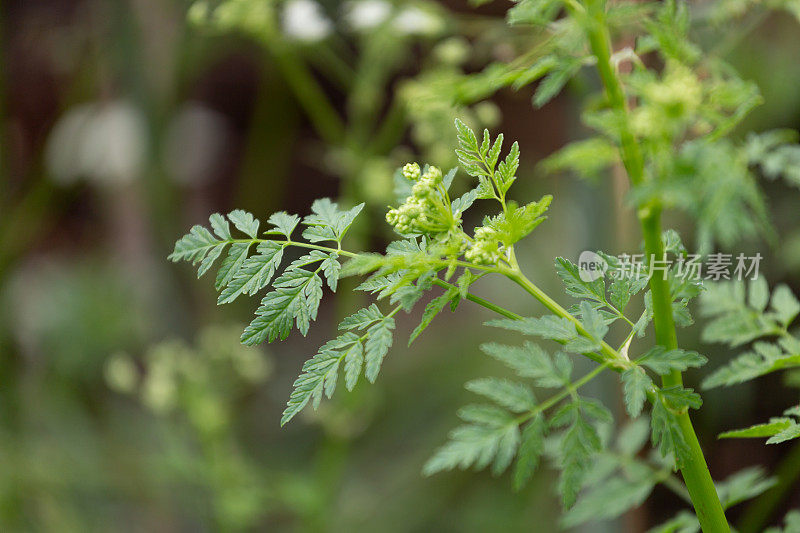 毒芹植物