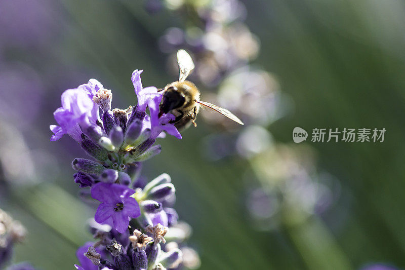 蜜蜂在薰衣草