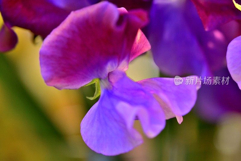 香豌豆花