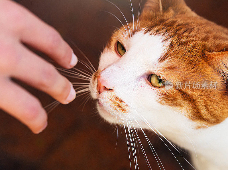 好奇的姜猫嗅着孩子的手