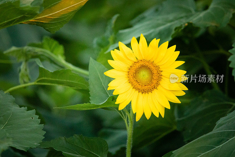 向日葵与绿色的叶子背景