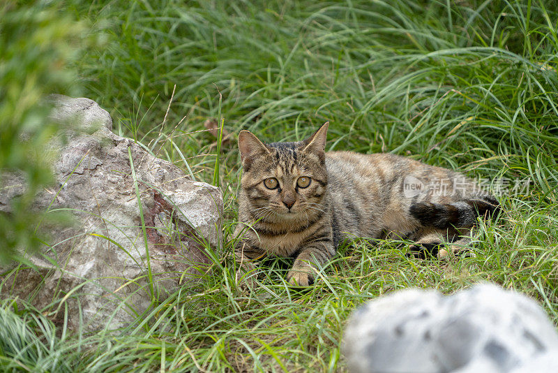 剪花猫在花园里