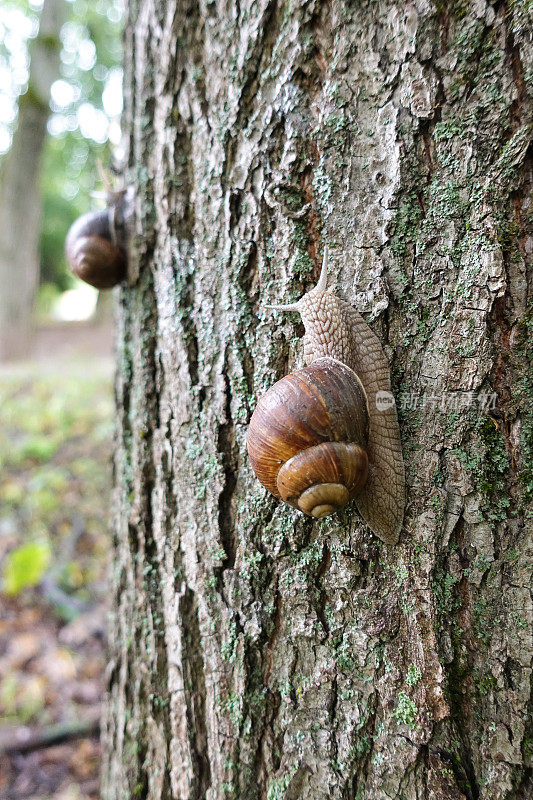 一个大的带壳葡萄蜗牛沿着树皮爬在树上，一种可食用的蜗牛或蜗牛，是一个大的，可食用的品种。