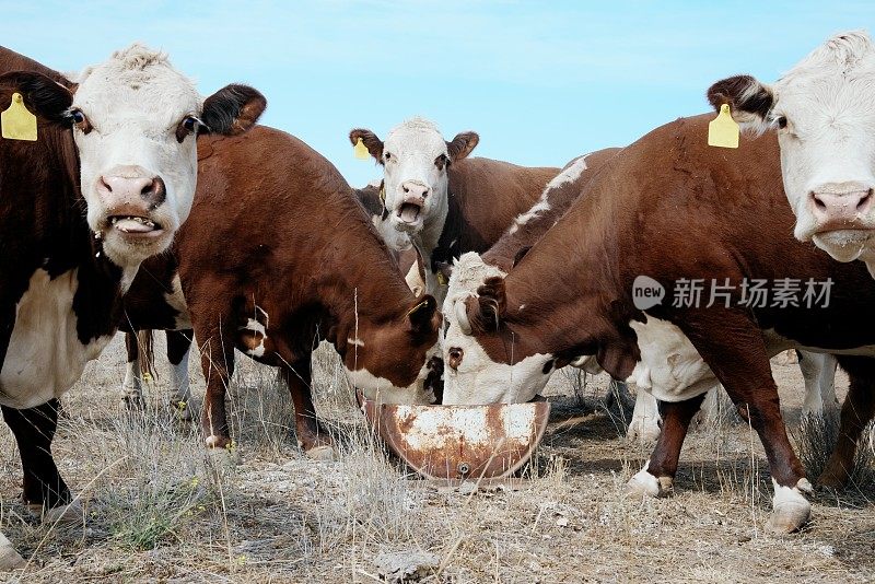 牧草喂养的肉牛，赫里福德小母牛，在干旱期间从槽喂养