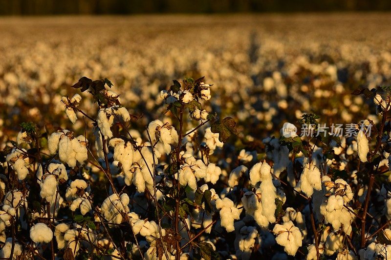 田间成熟棉花植株的低角度视图，聚焦在最近的植株上