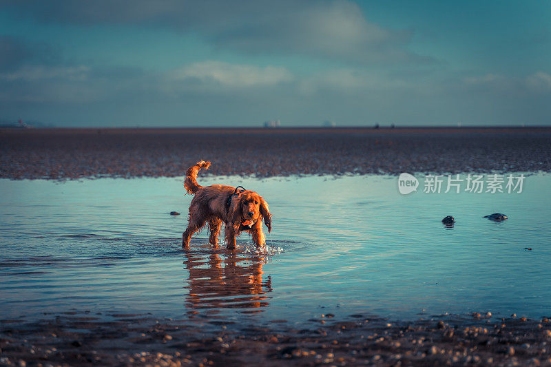 可卡犬在海滩上散步和玩水