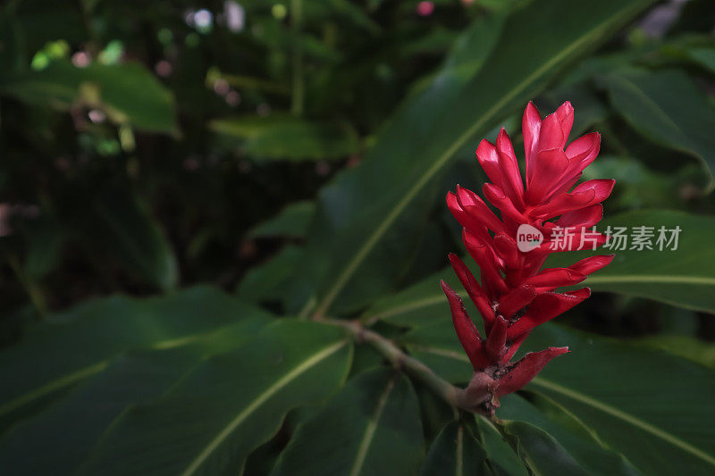 热带阿尔皮尼亚紫花