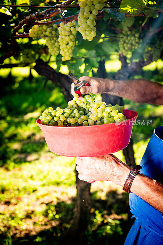 harversting葡萄