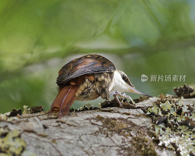 一只白喉树鹃在树皮下探测昆虫