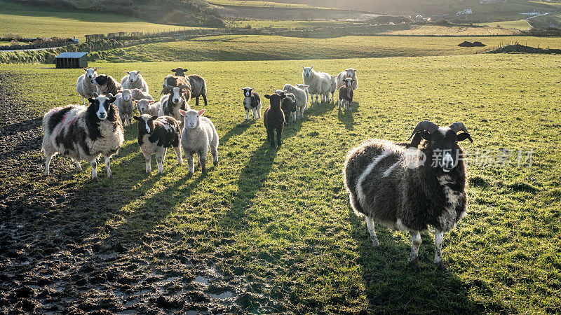 黄昏时分，一群绵羊和山羊站在田野里
