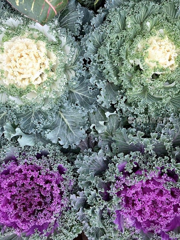 白色和紫色的盆景，装饰白菜(芸苔属)在陶土花盆中