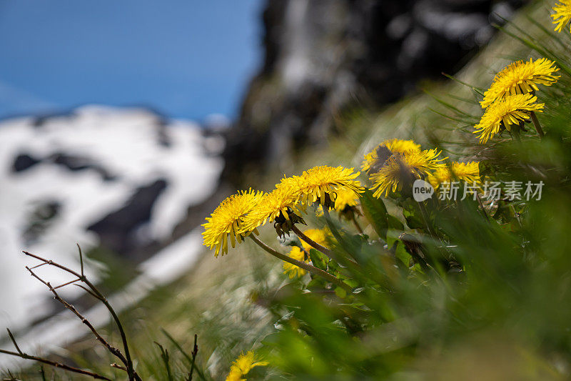 内华达山脉火山山坡上常见的蒲公英。