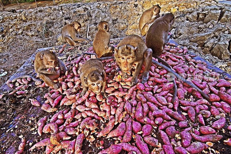 一群猴子在吃一堆红薯。