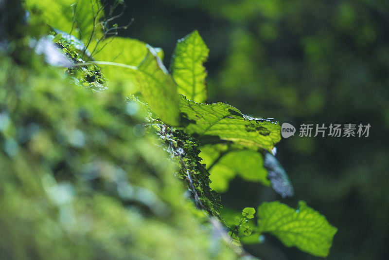 阳光下的热带雨林