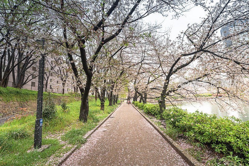 在日本东京美丽的樱花树下散步或樱花树隧道