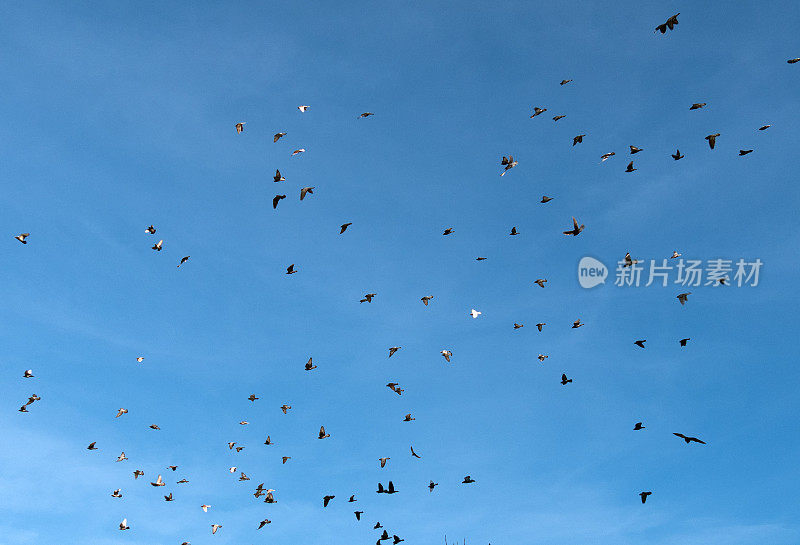 天空中有一群鸽子。