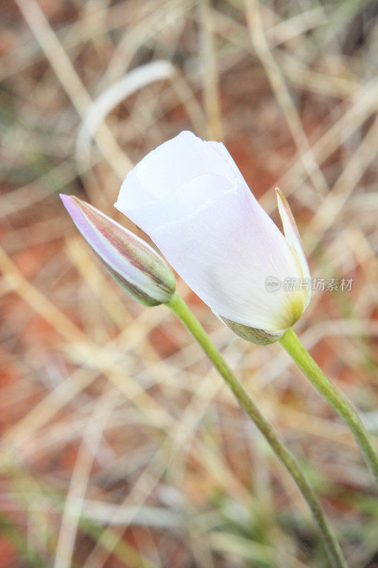 亚利桑那Mariposa百合Calochortus二歧花花蕾