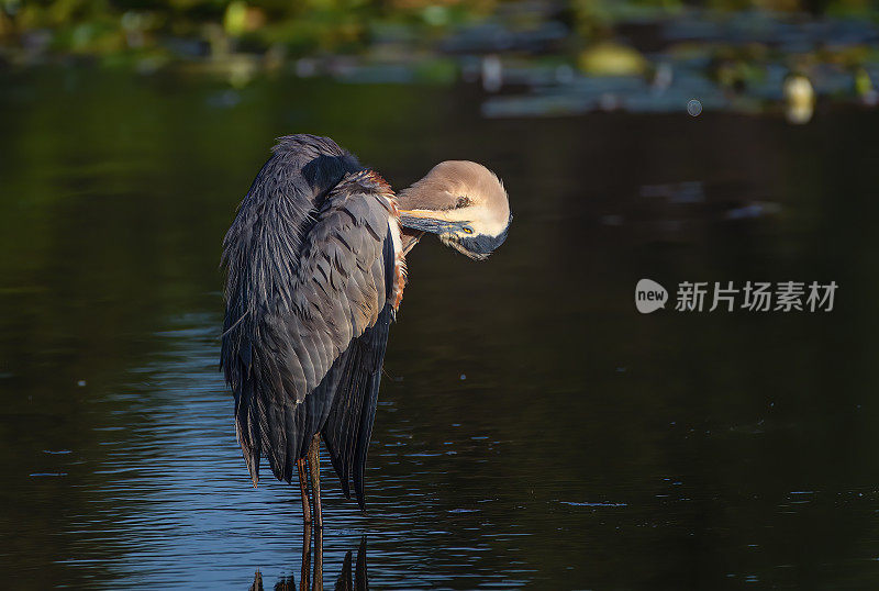 大蓝鹭