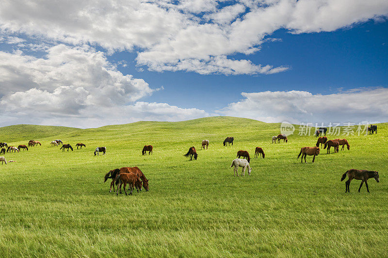 草原和草原上的马