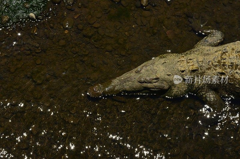 美洲鳄鱼的前部，腹部在水里休息