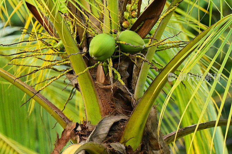 棕榈树顶上的椰子，绿色的叶子展开