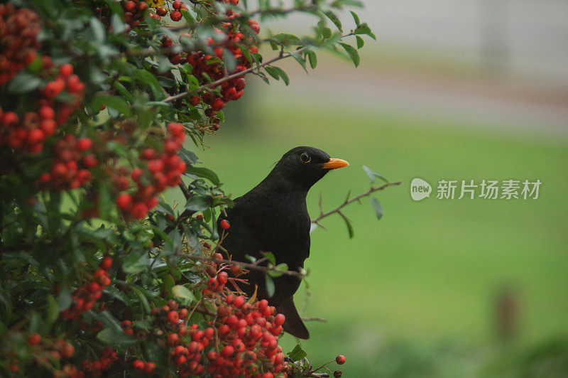 吃黑鸟