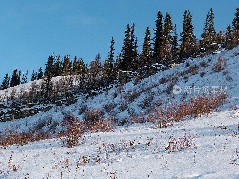 风景优美的森林景观在冬季加拿大落基山脉树木和雪