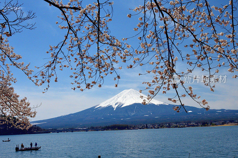 富士山和川口湖的樱花