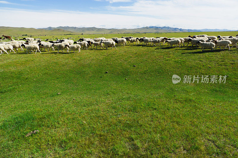 羊在蒙古