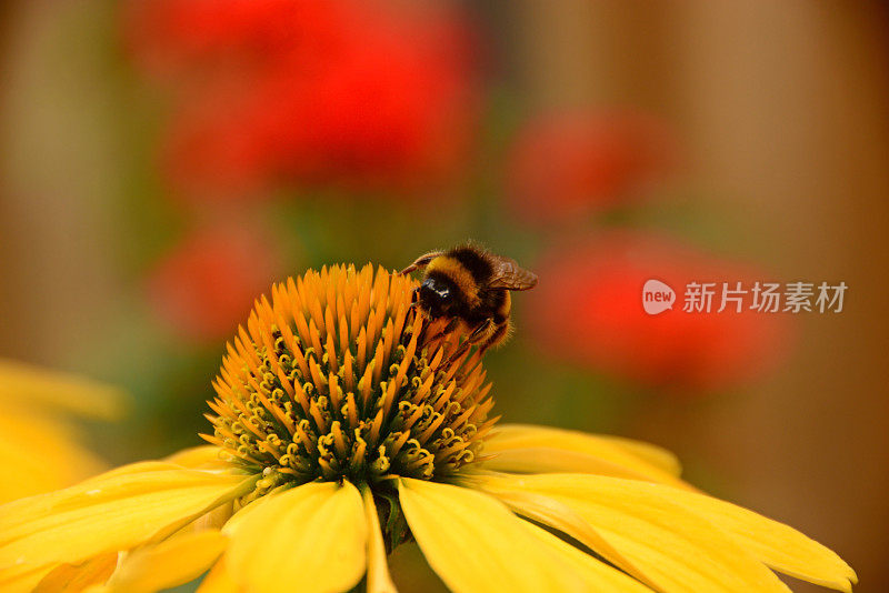 花园大黄蜂在花头上。