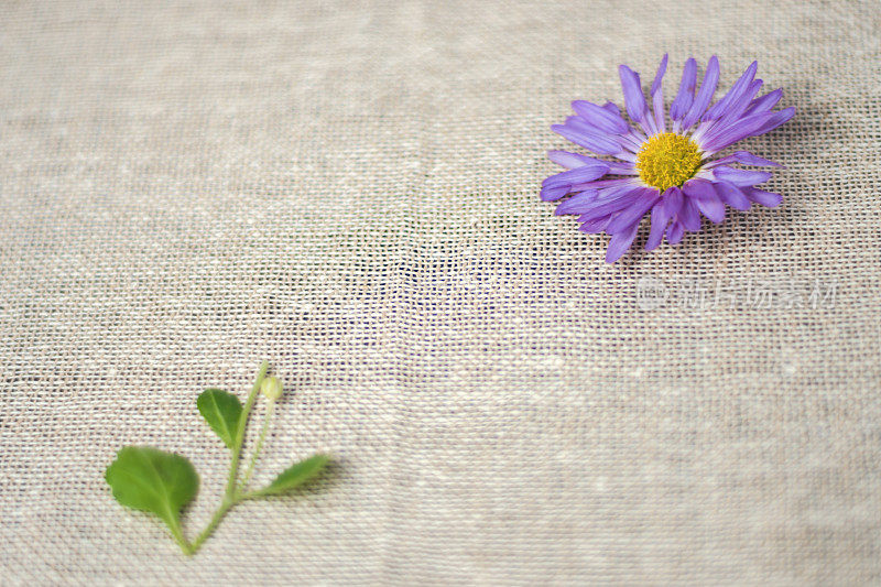 美丽的紫色雏菊花头在黄麻织物的背景。