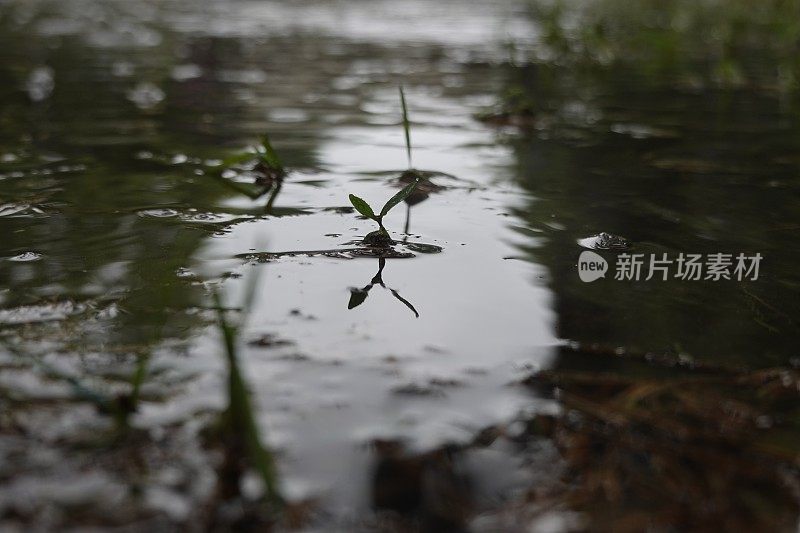 水坑与雨滴