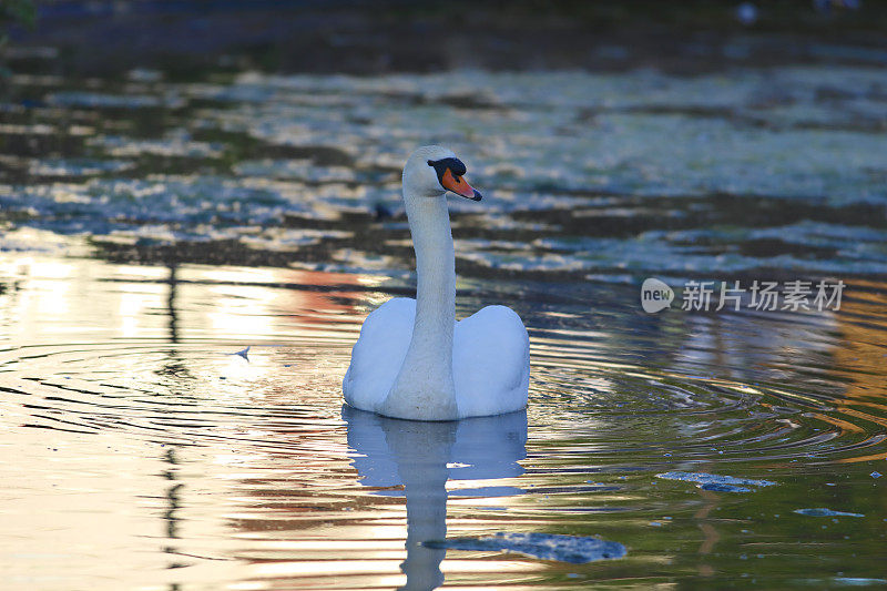 雄疣鼻天鹅在沉思心情宁静的场景