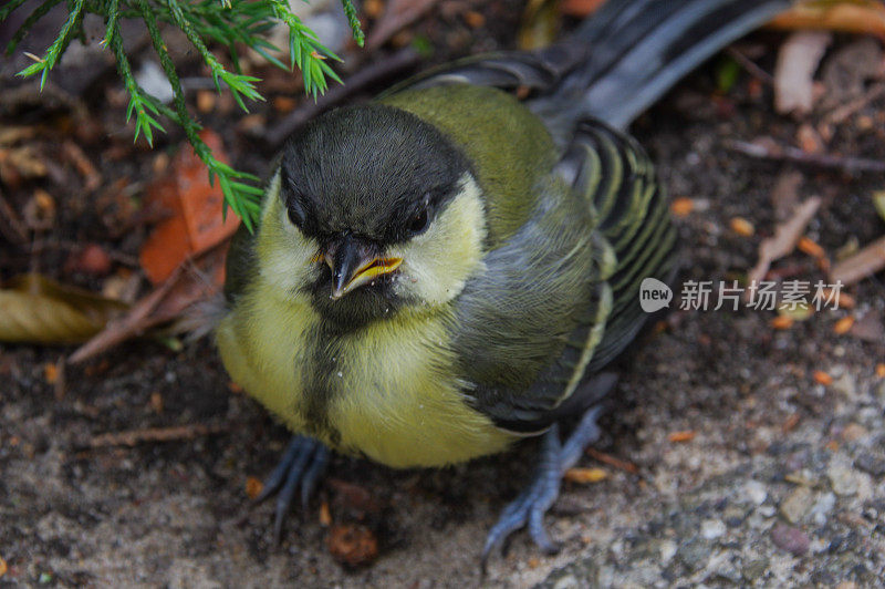 小山雀在困惑中