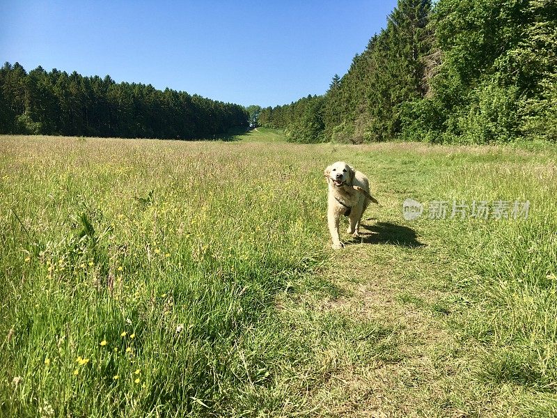 遛狗，金毛猎犬