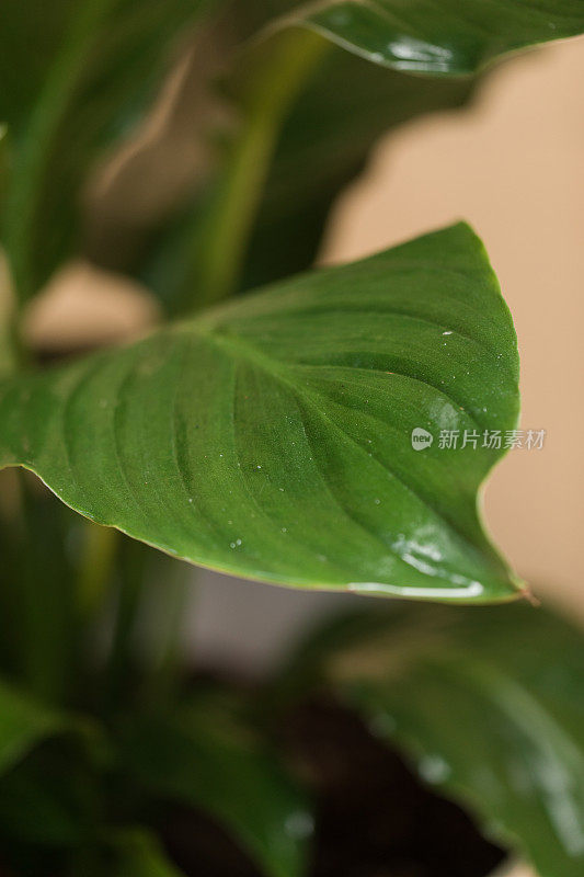 在明亮的自然光下，一株和平百合(Spathiphyllum)植物的绿叶茂盛，白色的Spadix被罕见的双Spathe包围