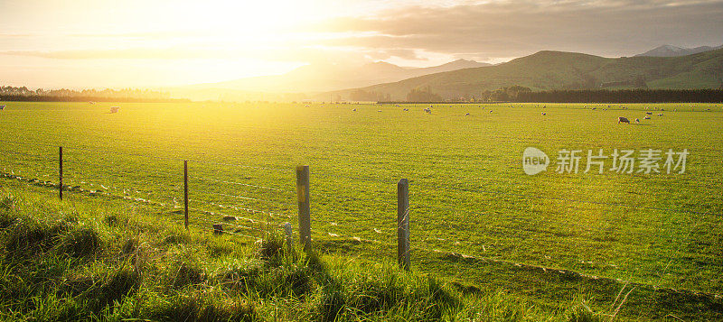 早晨日出背景与绿色的自然农场和树与晨露阳光背景在新西兰