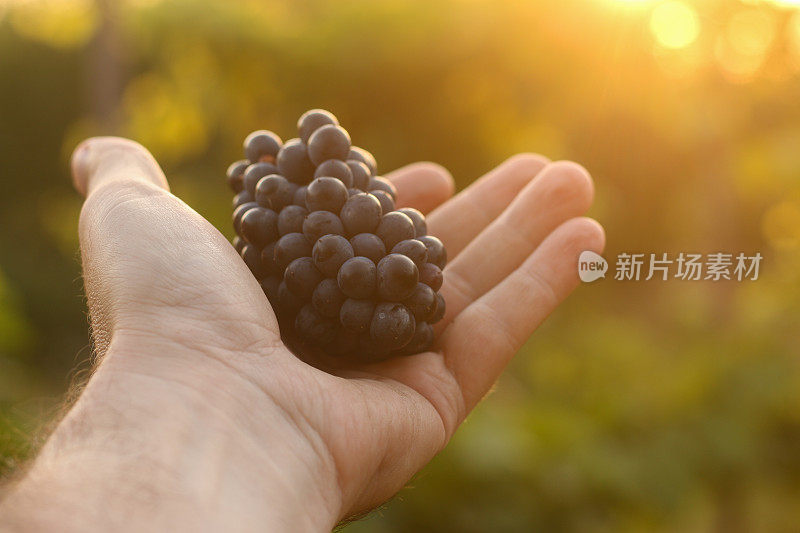 一个男人的手向夕阳伸出了一串黑熟的新鲜采摘的葡萄