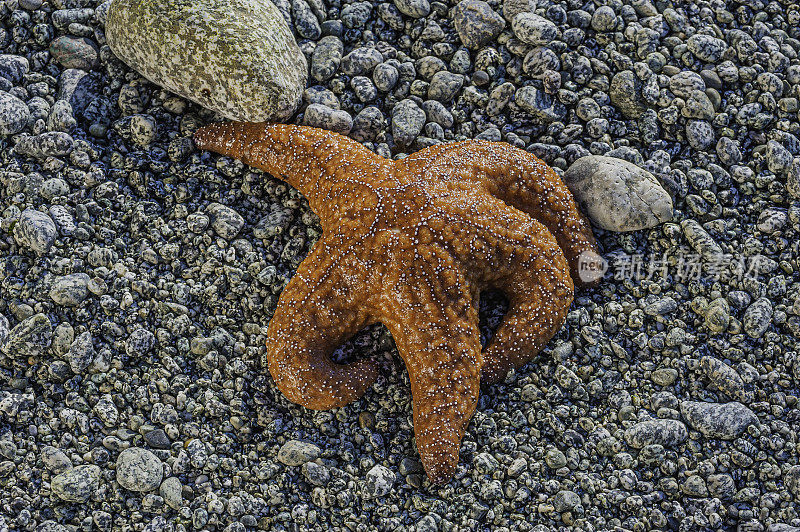 海星，被称为紫色海星，赭石海星，或赭石海星，是一种常见的海星发现在太平洋水域。海葵被认为是一种重要的健康指标