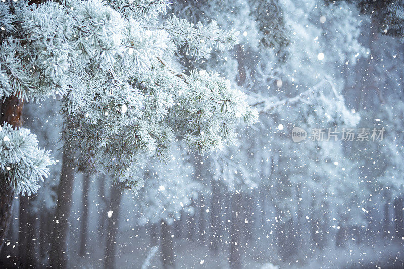冬天的景象――结了霜的松枝上覆盖着一层雪。树林里的冬天