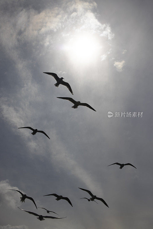 海鸥在天空