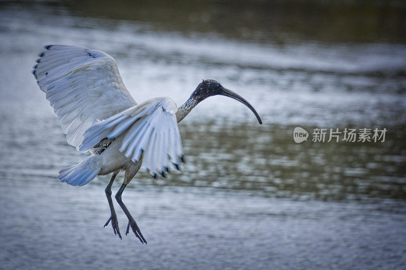 白鹮在飞行