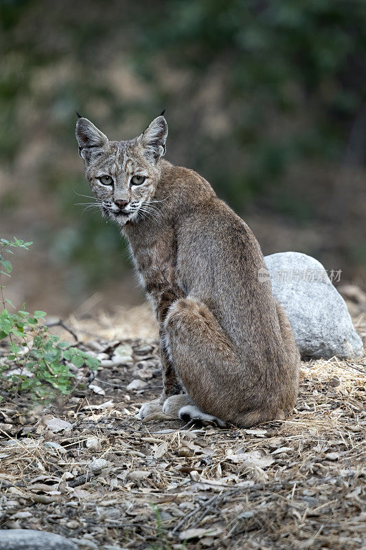 山猫向后看