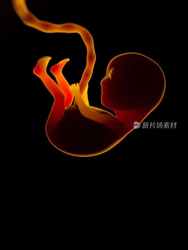 怀孕期间子宫内超声检查的人类胚胎剪影。脐带婴儿子宫内有脐带的婴儿三维渲染