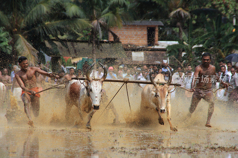 在喀拉拉邦潮湿的稻田里，斗牛比赛