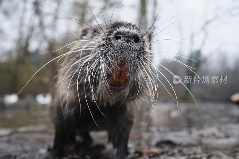 河狸鼠