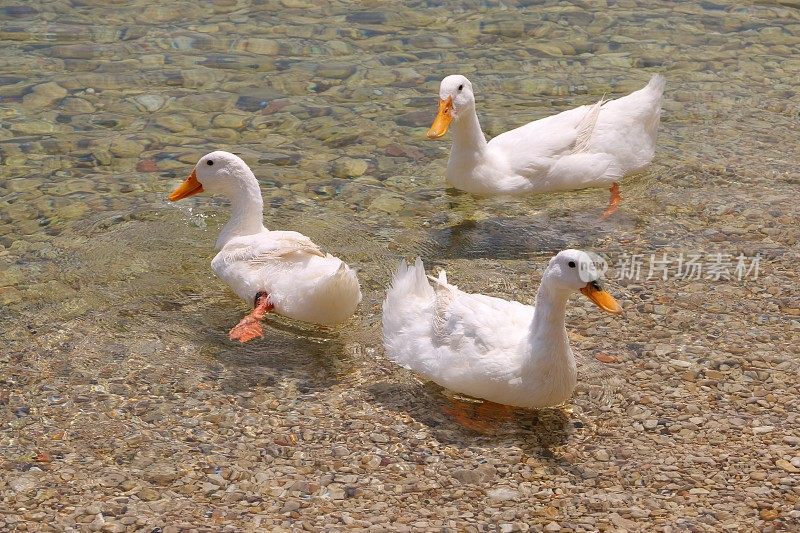 埃吉尔迪尔湖岸的七彩小石头和三只白鹅