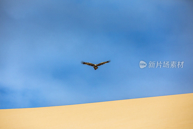 近距离的海鹰飞过清澈的蓝天在沙脊