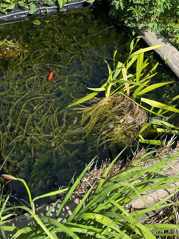小的特写图像，养了池塘金鱼喂养在池塘杂草，木制铁路轨枕边缘池塘水的特点在花坛